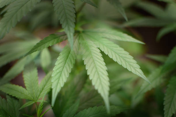 Cannabis Beverages Are Having a Moment — Here’s What You Should Know weed delivery in the outskirts of Morris County New Jersey
