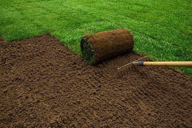 Sod Installation in a Small Oakville Yard: Why Access Changes the Plan sod installation